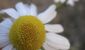 Marguerite
