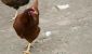 Poule
